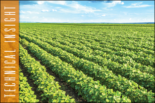 thumb_approf_tecnico_soja_ENG1