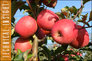 thumb_approfondim_apple1